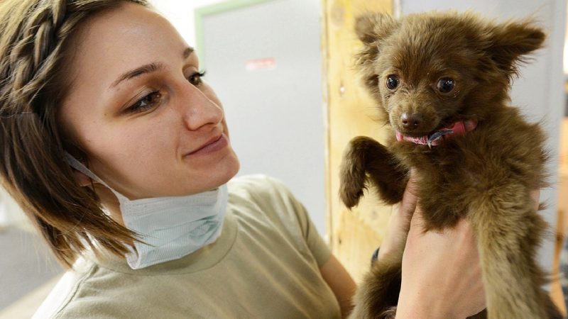 Veterinary Assistant and Laboratory Animal Caretaker | Dr. Kit