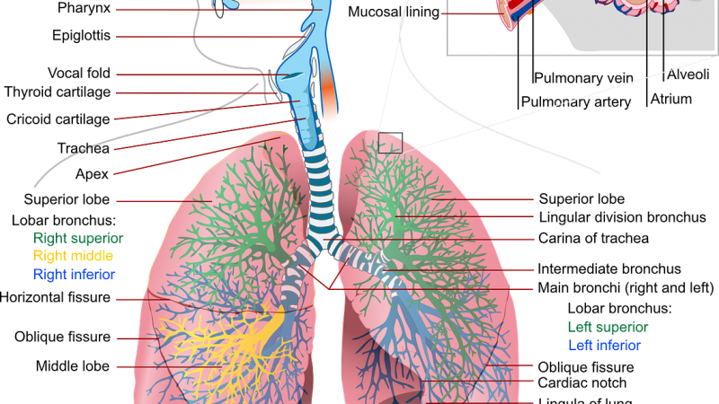 Respiratory Therapy (BS)