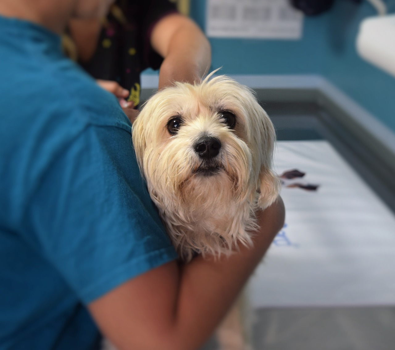 Veterinary Assistant and Laboratory Animal Caretaker | Dr. Kit Veterinary Assistant and Laboratory Animal Caretaker | Dr. Kit